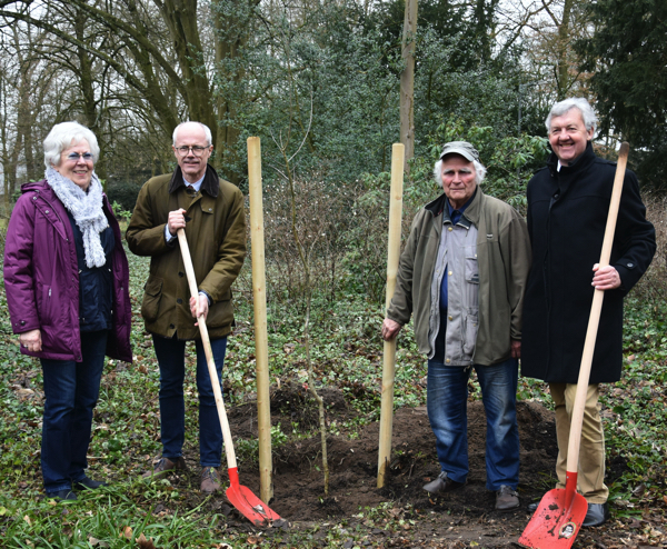 Angerburger Eiche klein