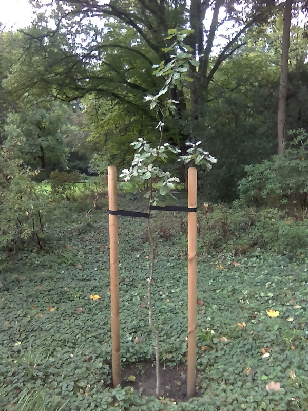 neue Angerburger Eiche 2020